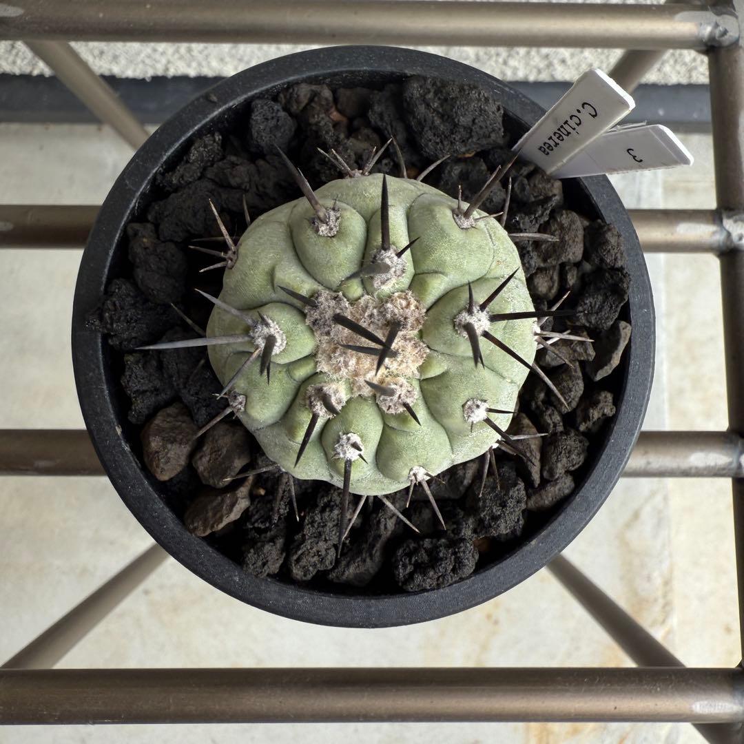 3【現地球・カキコ・白肌・発根済】コピアポア・シネレア（黒王丸