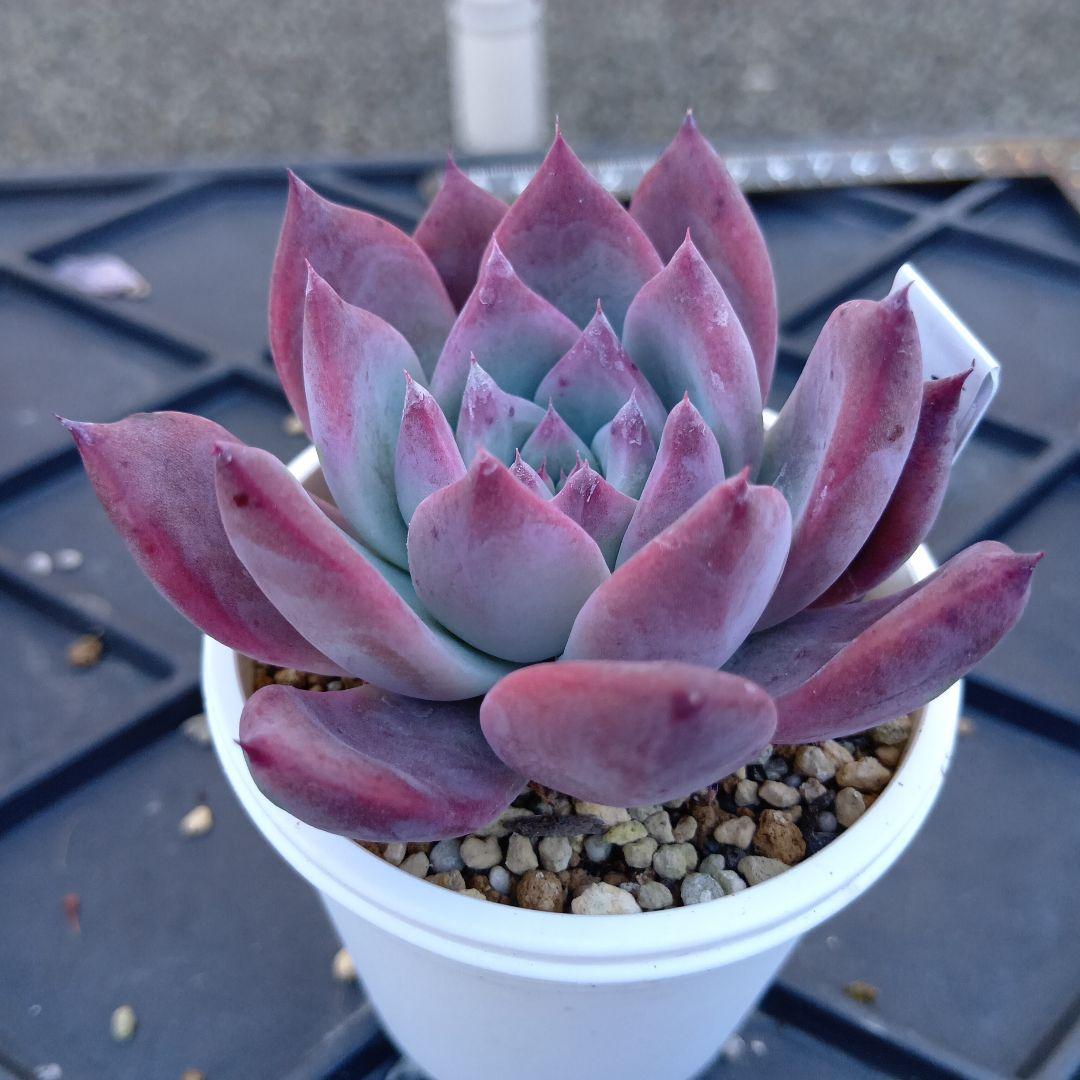 ビ*ー様 多肉植物 いとうグリーン リンゼアナ - メルカリ