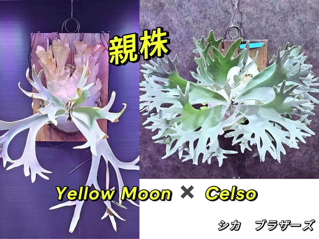 ビカクシダP. Celso x Yellow Moon スポア株