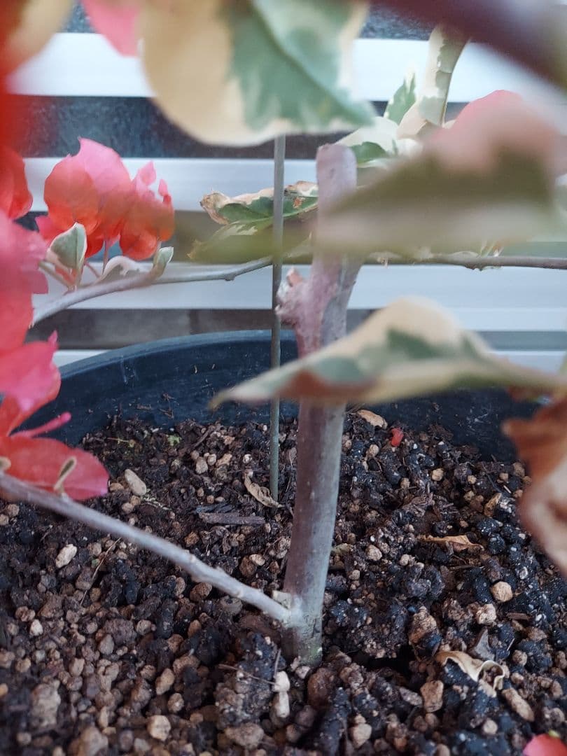 ブーゲンビリア斑入り No102 らくらくメルカリ便発送‼️ - メルカリ