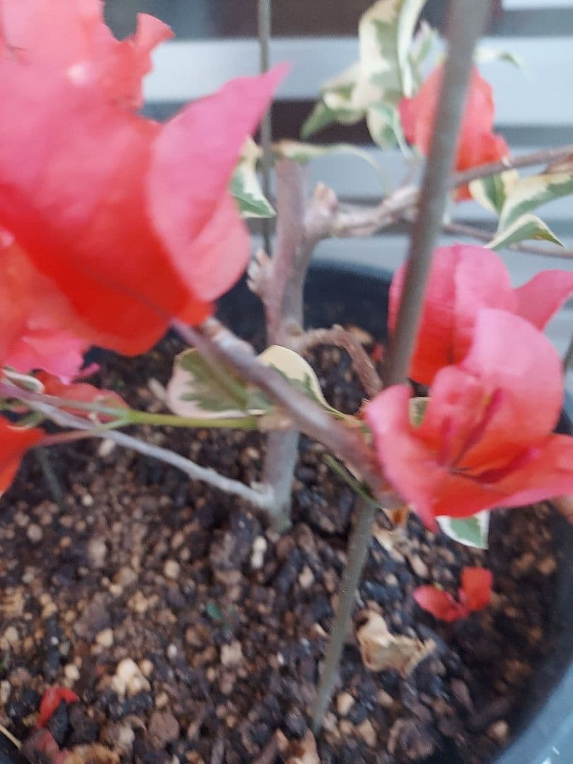 ブーゲンビリア斑入り No102 らくらくメルカリ便発送‼️ - メルカリ