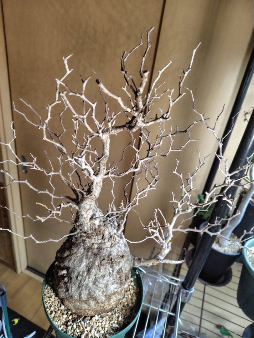 オペルクリカリア　パキプス　現地株 幹幅約13.5cm 高さ約33cm