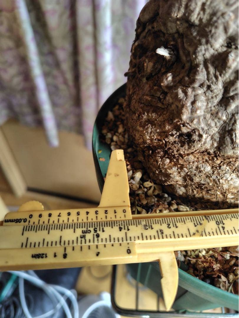 オペルクリカリア　パキプス　現地株 幹幅約13.5cm 高さ約33cm