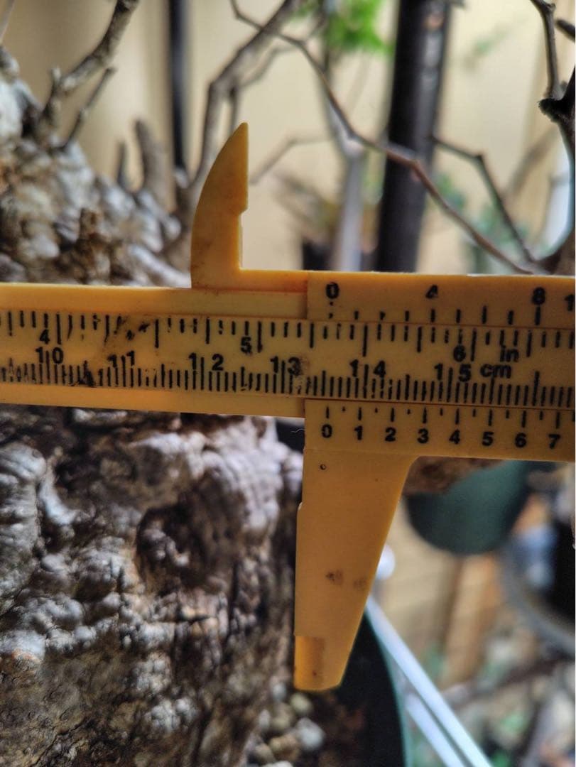 オペルクリカリア　パキプス　現地株 幹幅約13.5cm 高さ約33cm