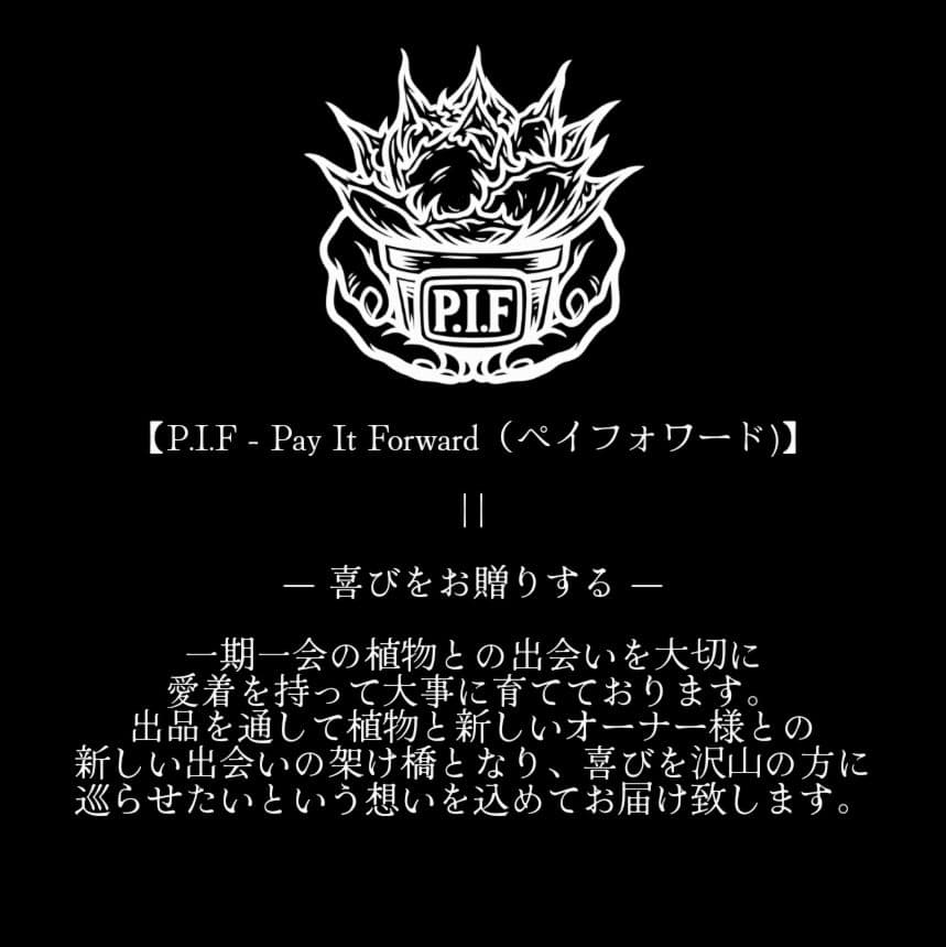 【超優良血統 親株】金剛／King kong 　heartPlants様タグ付