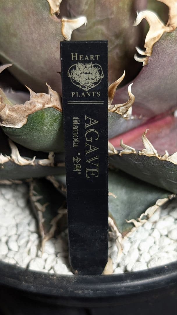 【超優良血統 親株】金剛／King kong 　heartPlants様タグ付