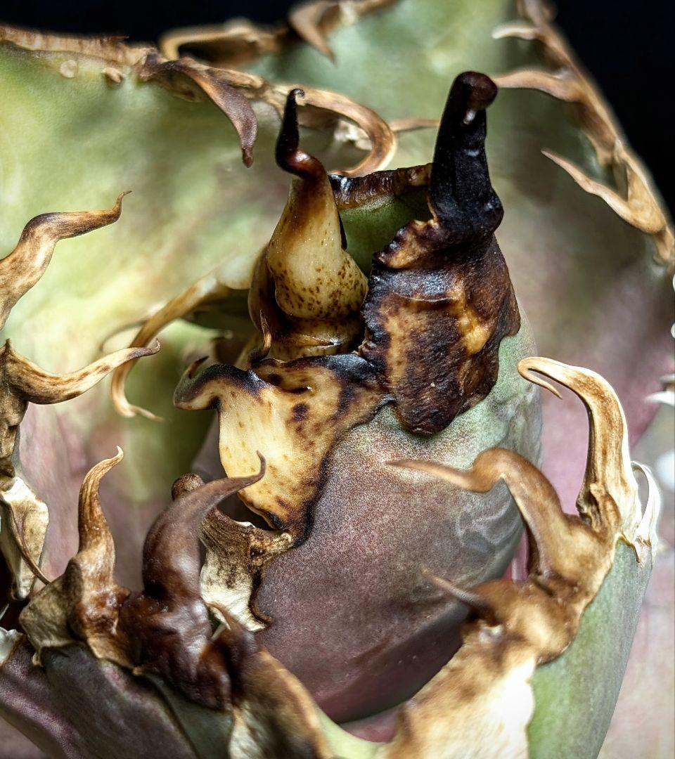 【超優良血統 親株】金剛／King kong 　heartPlants様タグ付