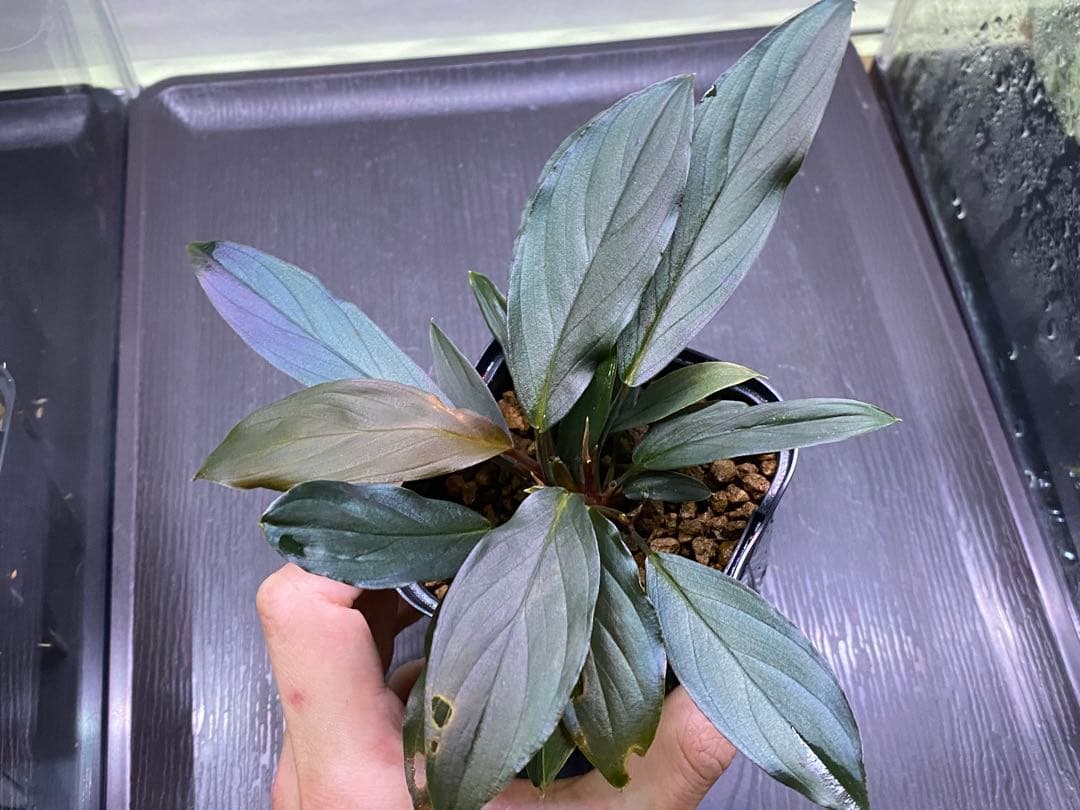 ホマロメナ / Homalomena sp. “濡烏” ネームド株 3株あり