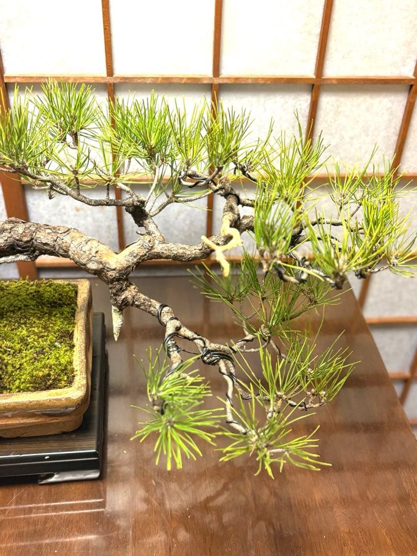 ニコル 黒松盆栽！フォロワー様170人記念！値下げ❗️鉢が珍しい陶器です❗️