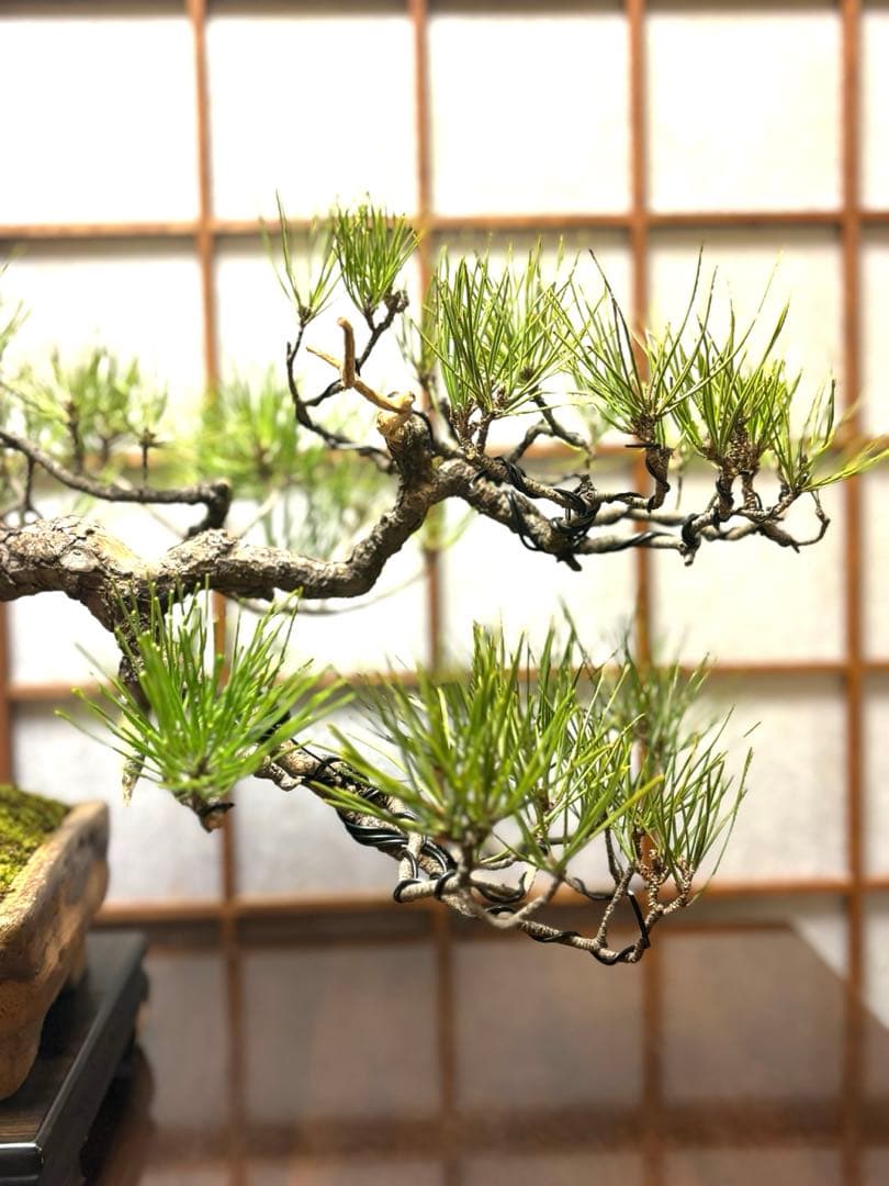 ニコル 黒松盆栽！フォロワー様170人記念！値下げ❗️鉢が珍しい陶器です❗️