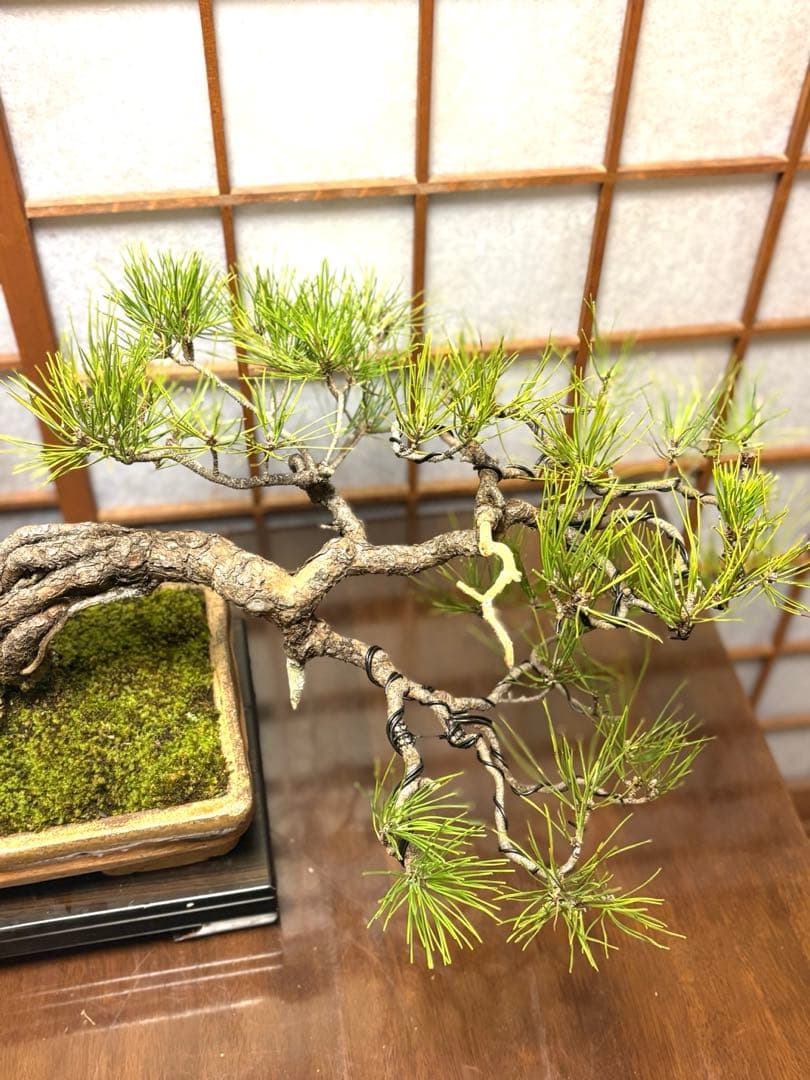 ニコル 黒松盆栽！フォロワー様170人記念！値下げ❗️鉢が珍しい陶器です❗️