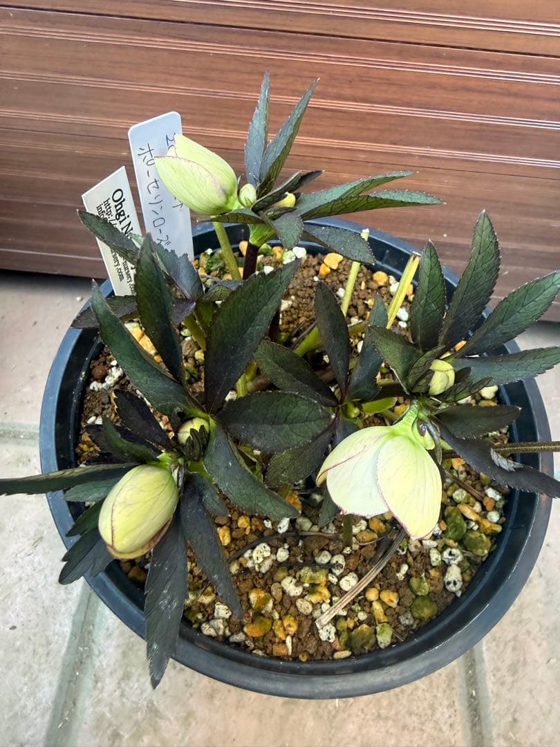 も*読様 【未株分】大木ナーセリー ポーセリン