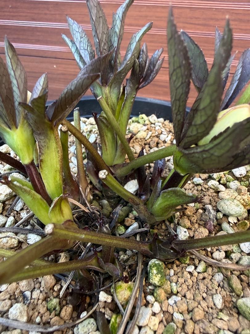 も*読様 【未株分】大木ナーセリー ポーセリン