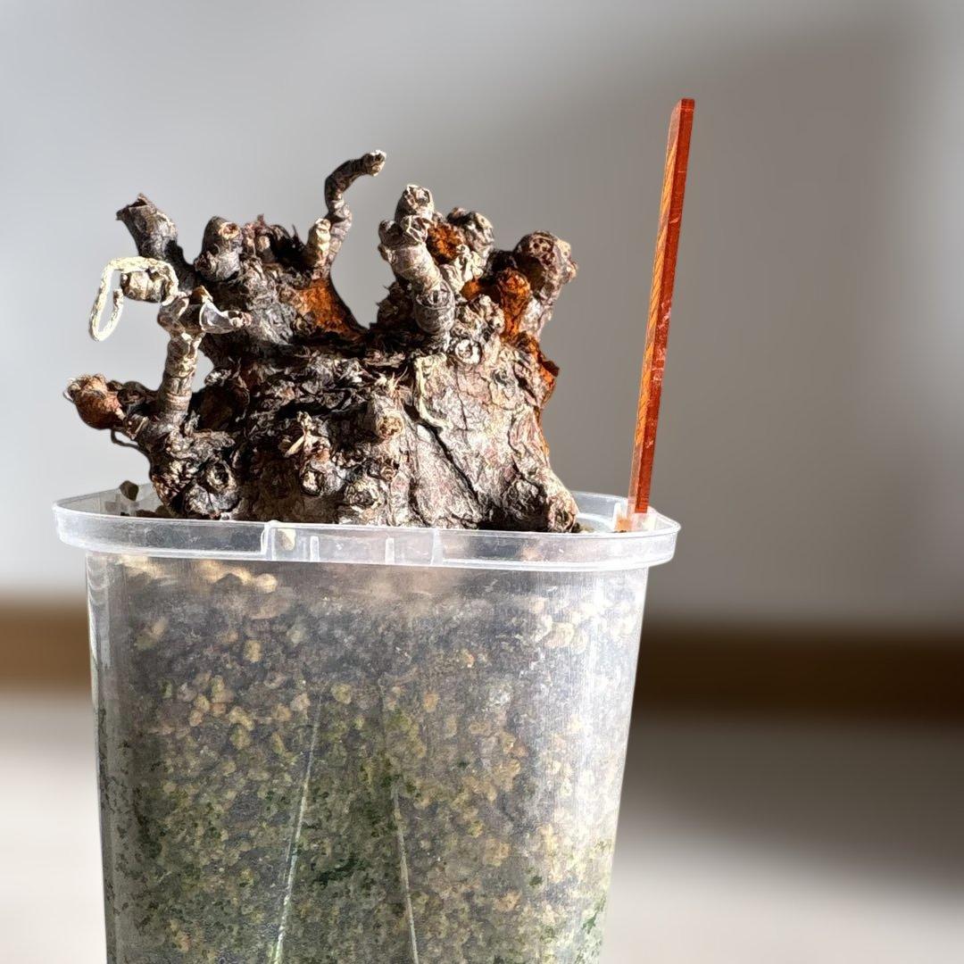 ケラリアピグマエア　ベアルート株