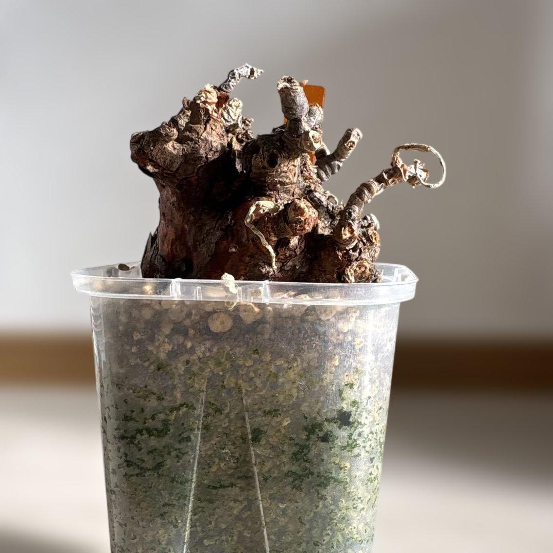 ケラリアピグマエア　ベアルート株