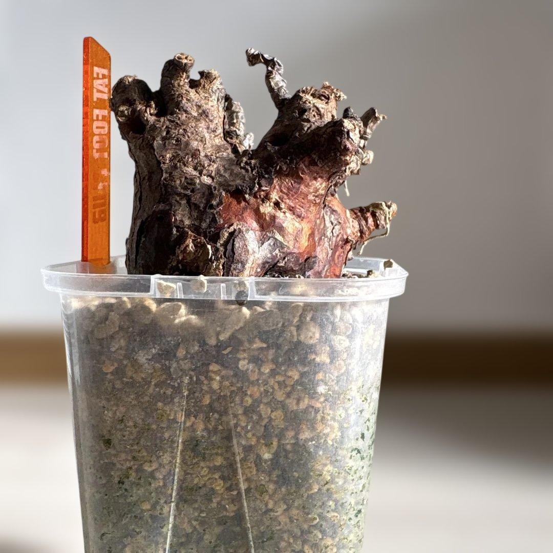 ケラリアピグマエア　ベアルート株