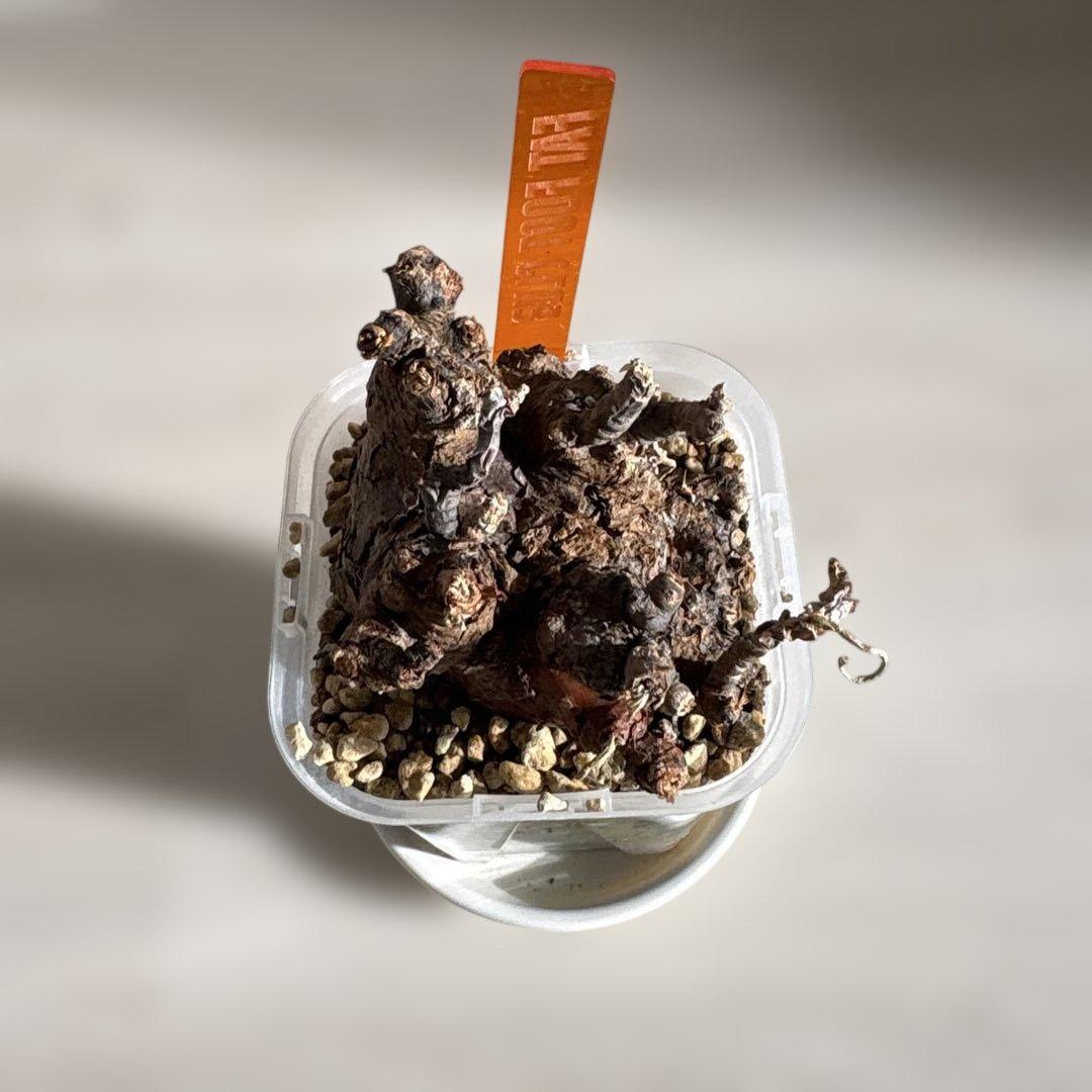 ケラリアピグマエア　ベアルート株