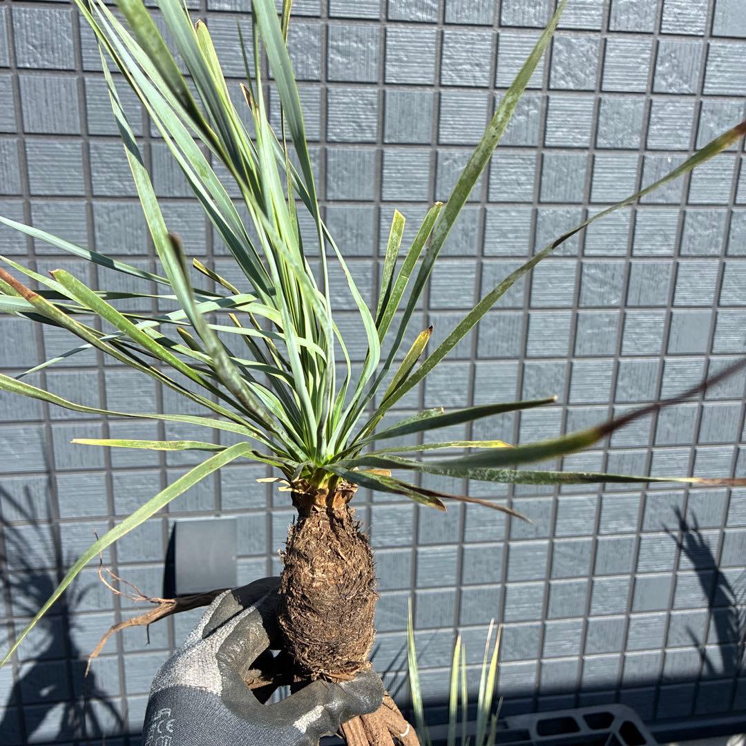 あ*り様 訳アリ　ユッカロストラータ　約16株