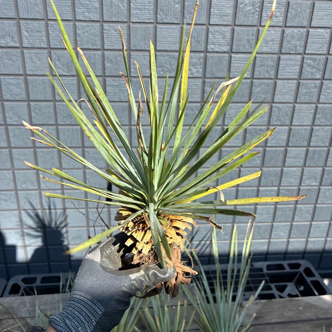 あ*り様 訳アリ　ユッカロストラータ　約16株