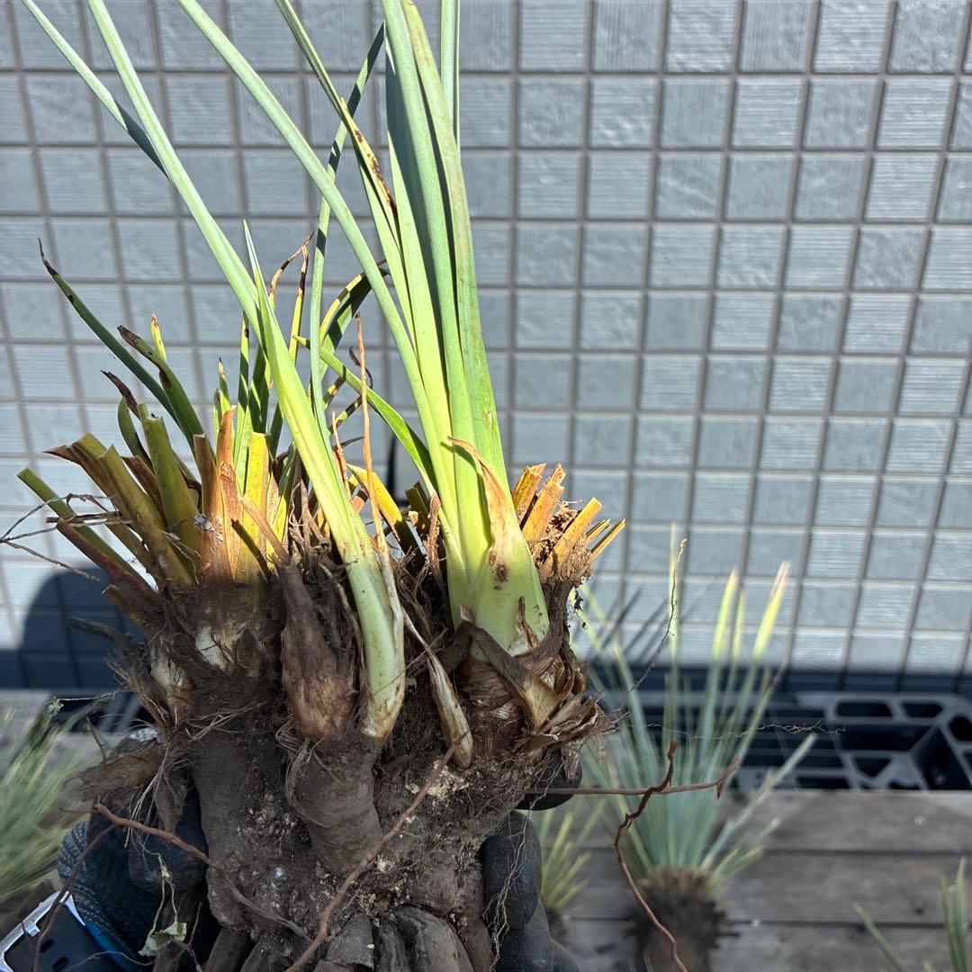 あ*り様 訳アリ　ユッカロストラータ　約16株