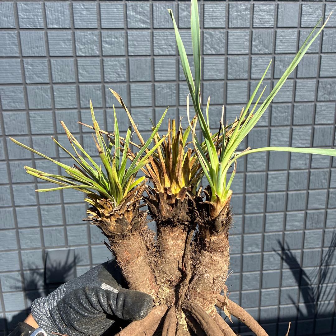 あ*り様 訳アリ　ユッカロストラータ　約16株