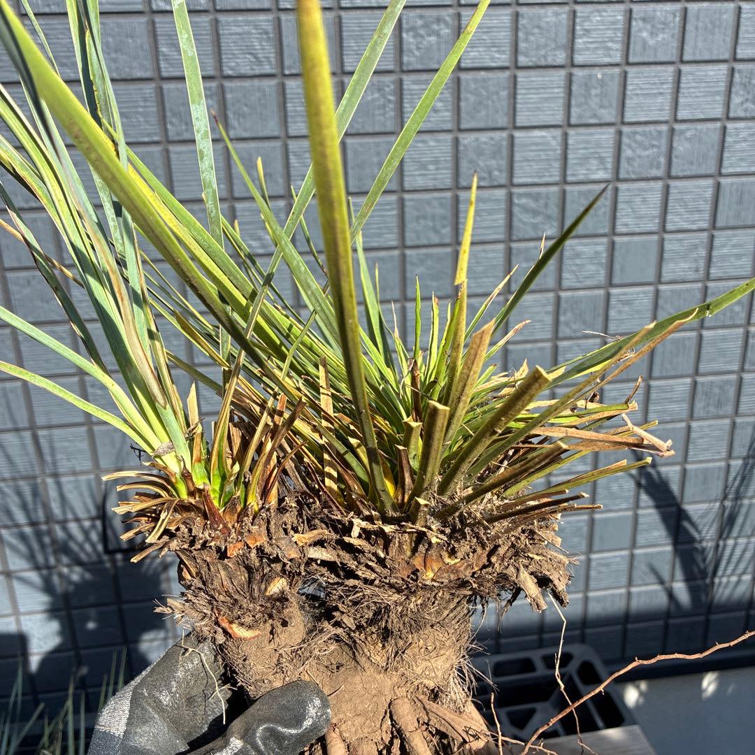 あ*り様 訳アリ　ユッカロストラータ　約16株