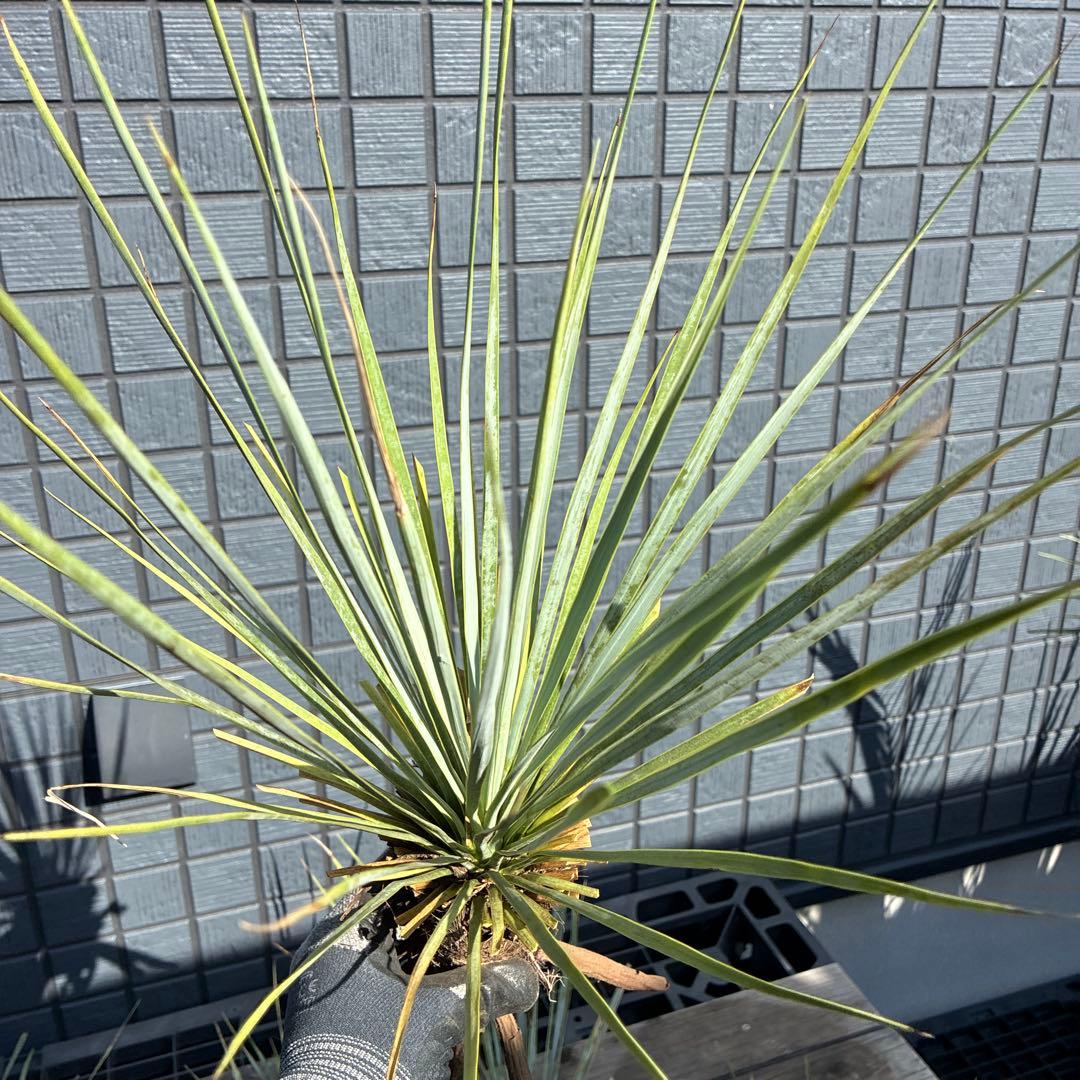 あ*り様 訳アリ　ユッカロストラータ　約16株