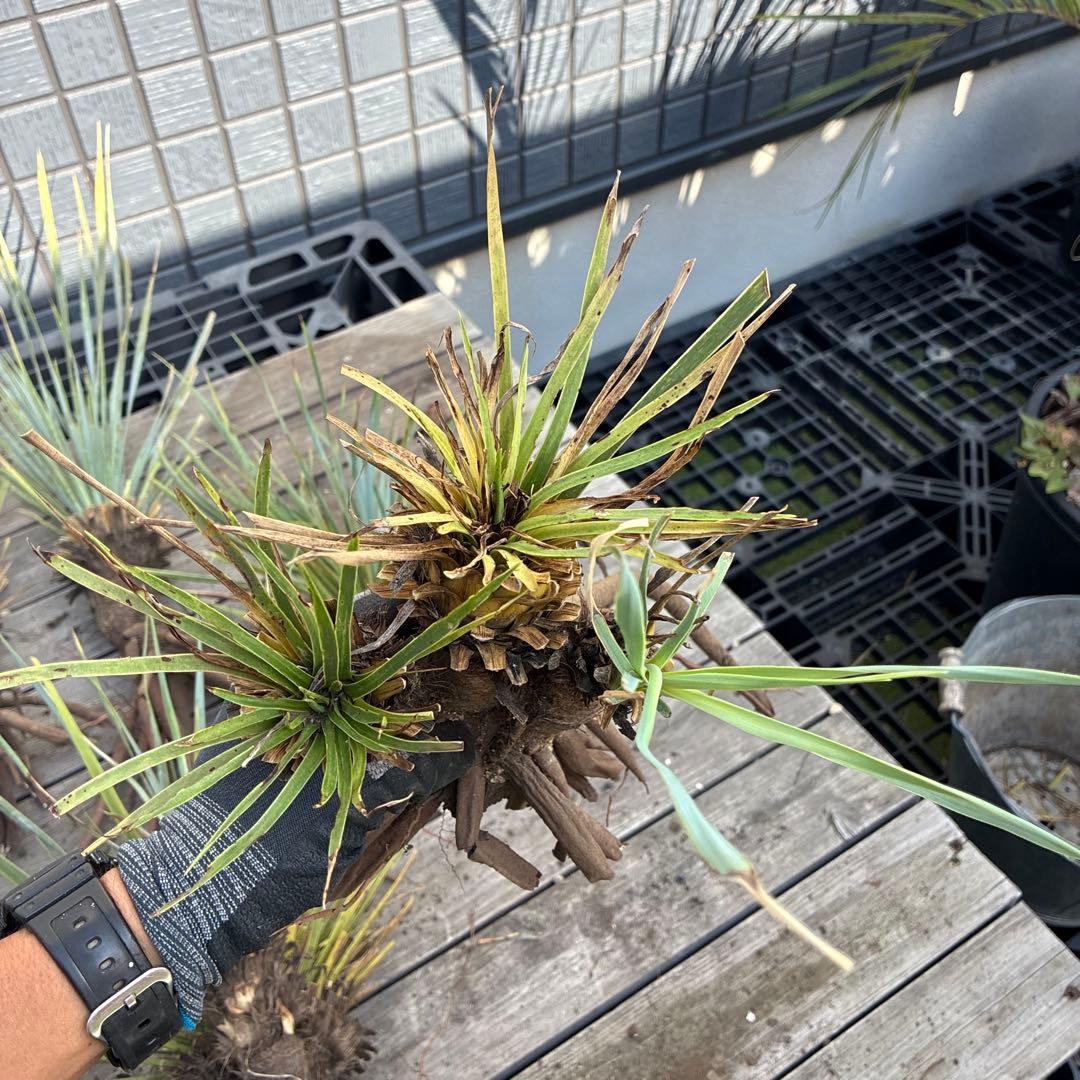 あ*り様 訳アリ　ユッカロストラータ　約16株