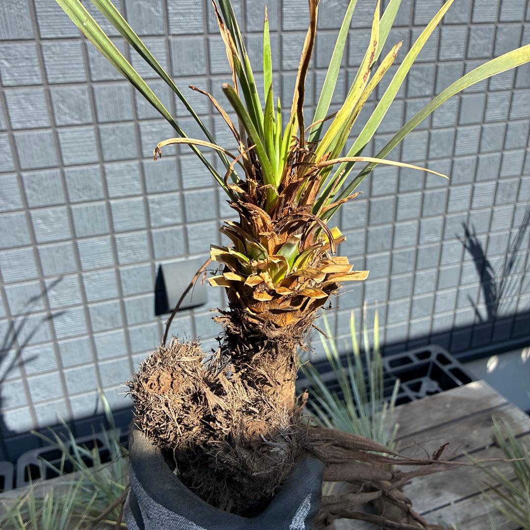 あ*り様 訳アリ　ユッカロストラータ　約16株