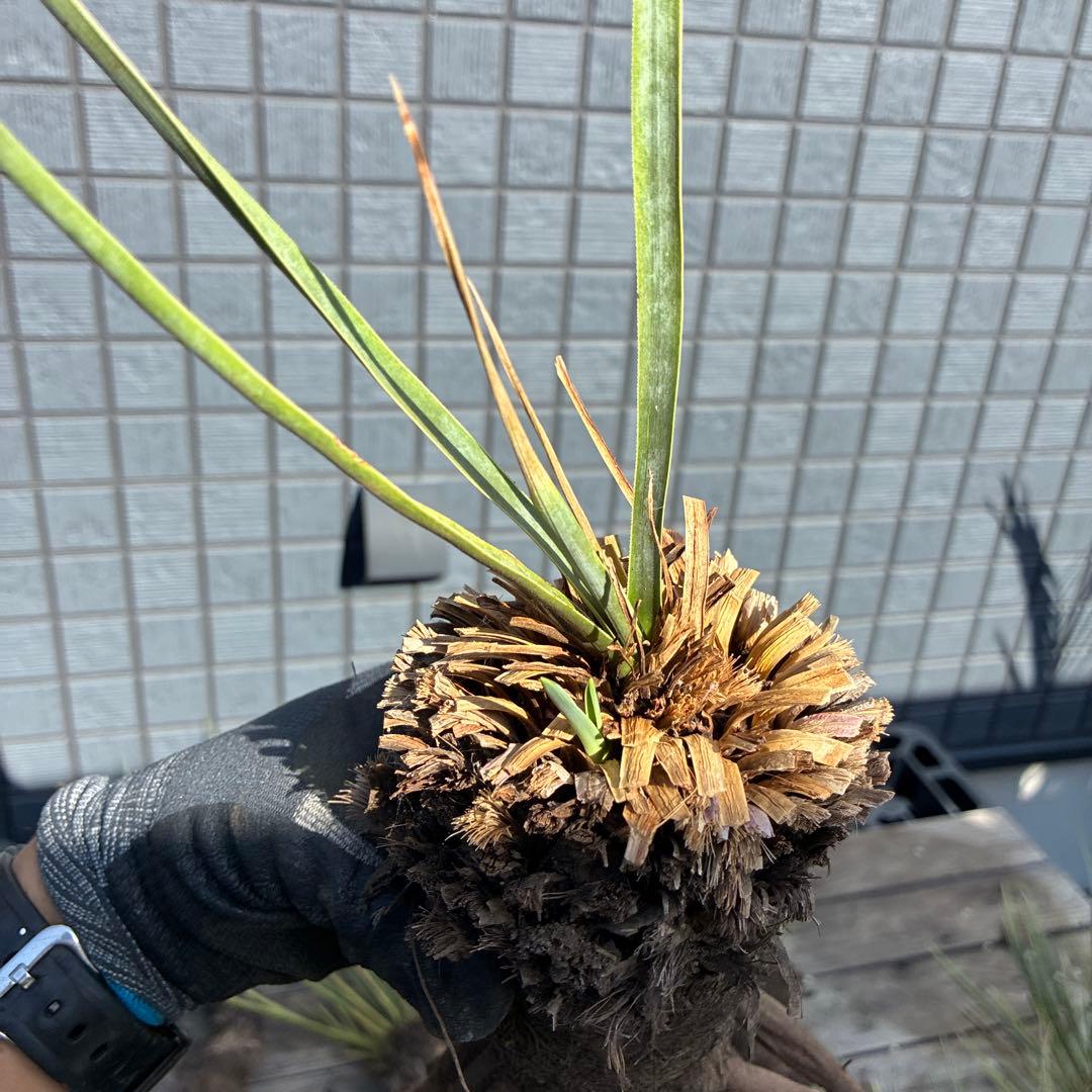 あ*り様 訳アリ　ユッカロストラータ　約16株