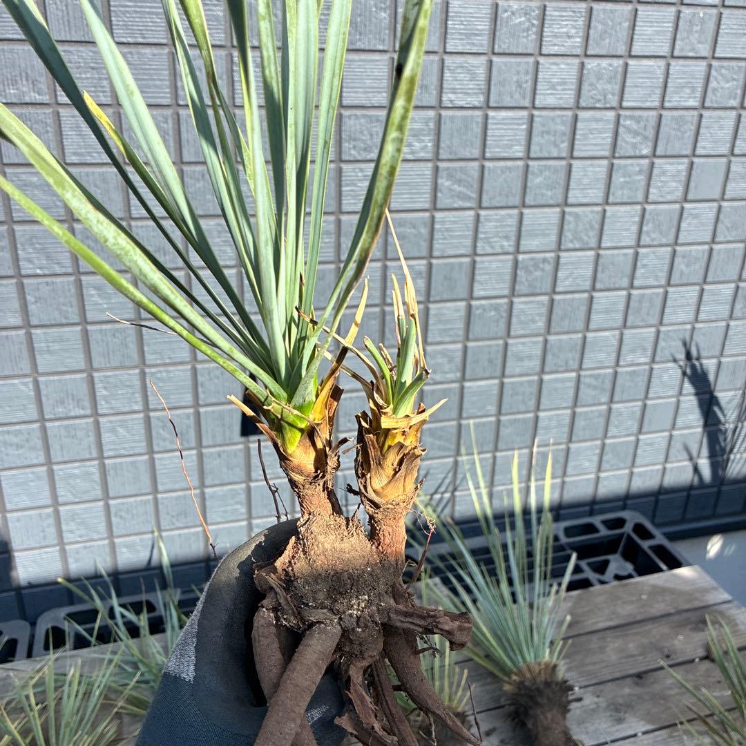 あ*り様 訳アリ　ユッカロストラータ　約16株