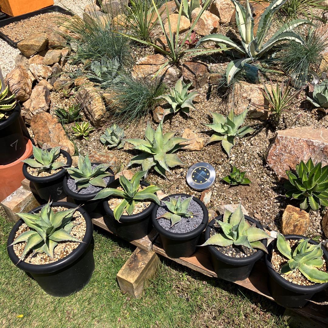 オバティフォリア アビス - メルカリ