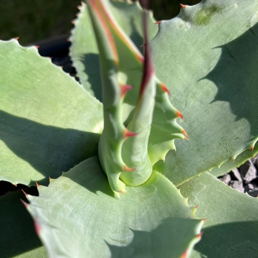 オバティフォリア アビス - メルカリ