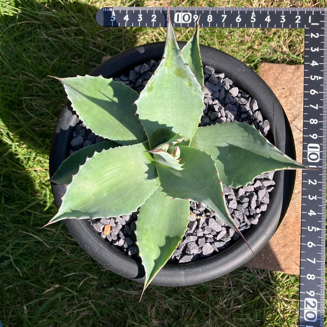 オバティフォリア アビス - メルカリ