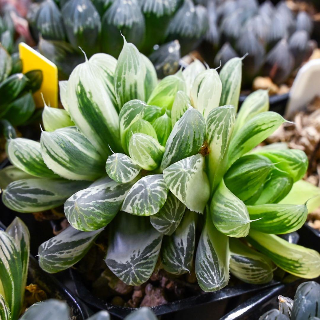 ハオルチア 白銀の露 極上斑