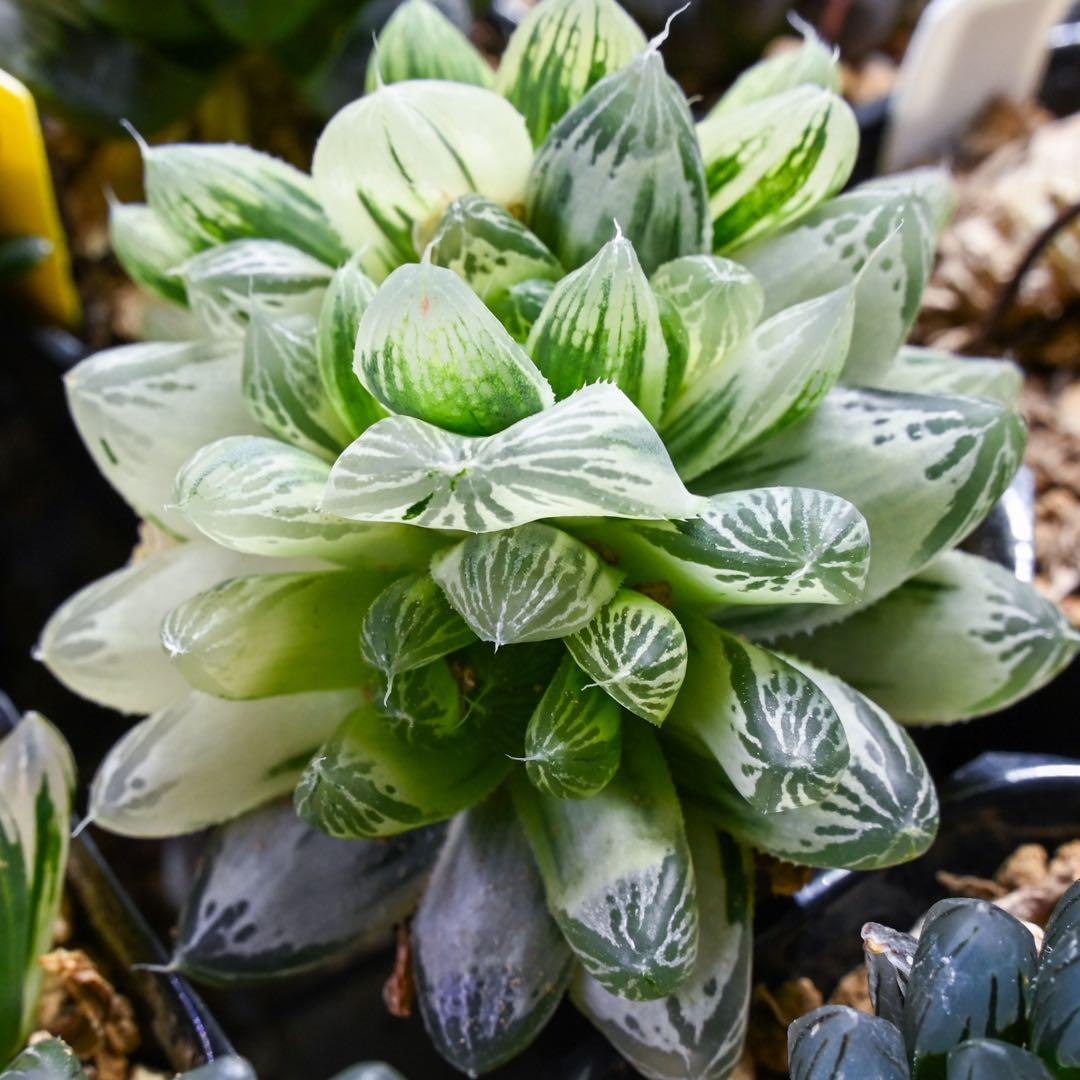 ハオルチア 白銀の露 極上斑