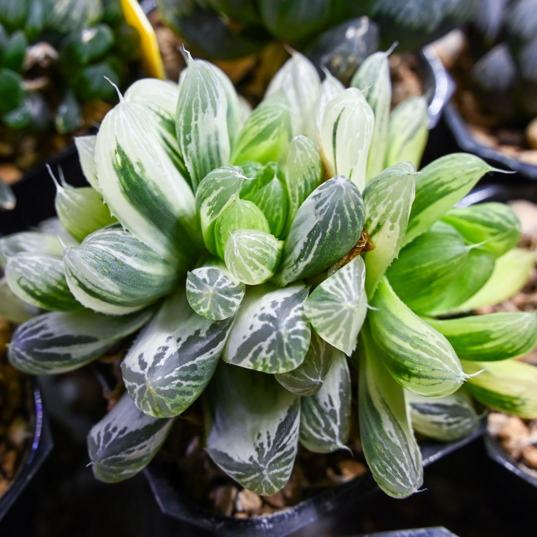 ハオルチア 白銀の露 極上斑