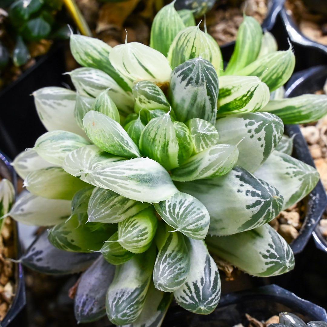 ハオルチア 白銀の露 極上斑