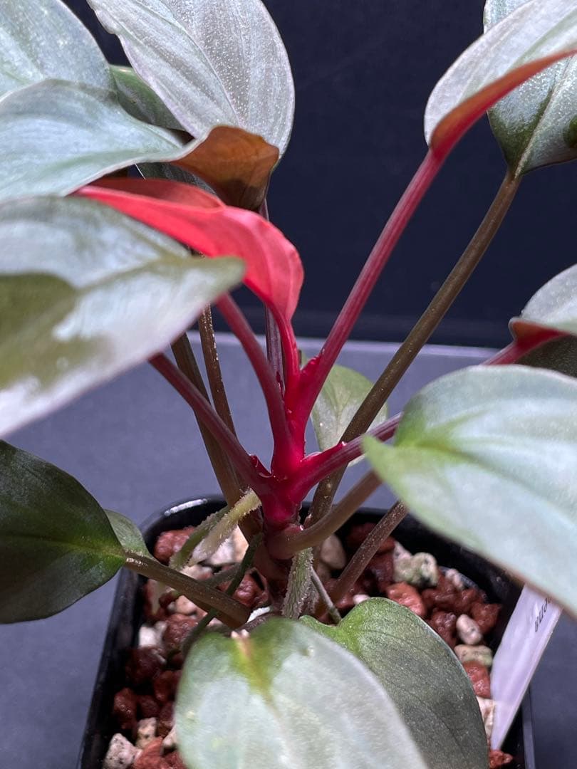 Homalomena Rec 165 ko723-f1 kzt増殖株 赤軸 - メルカリ