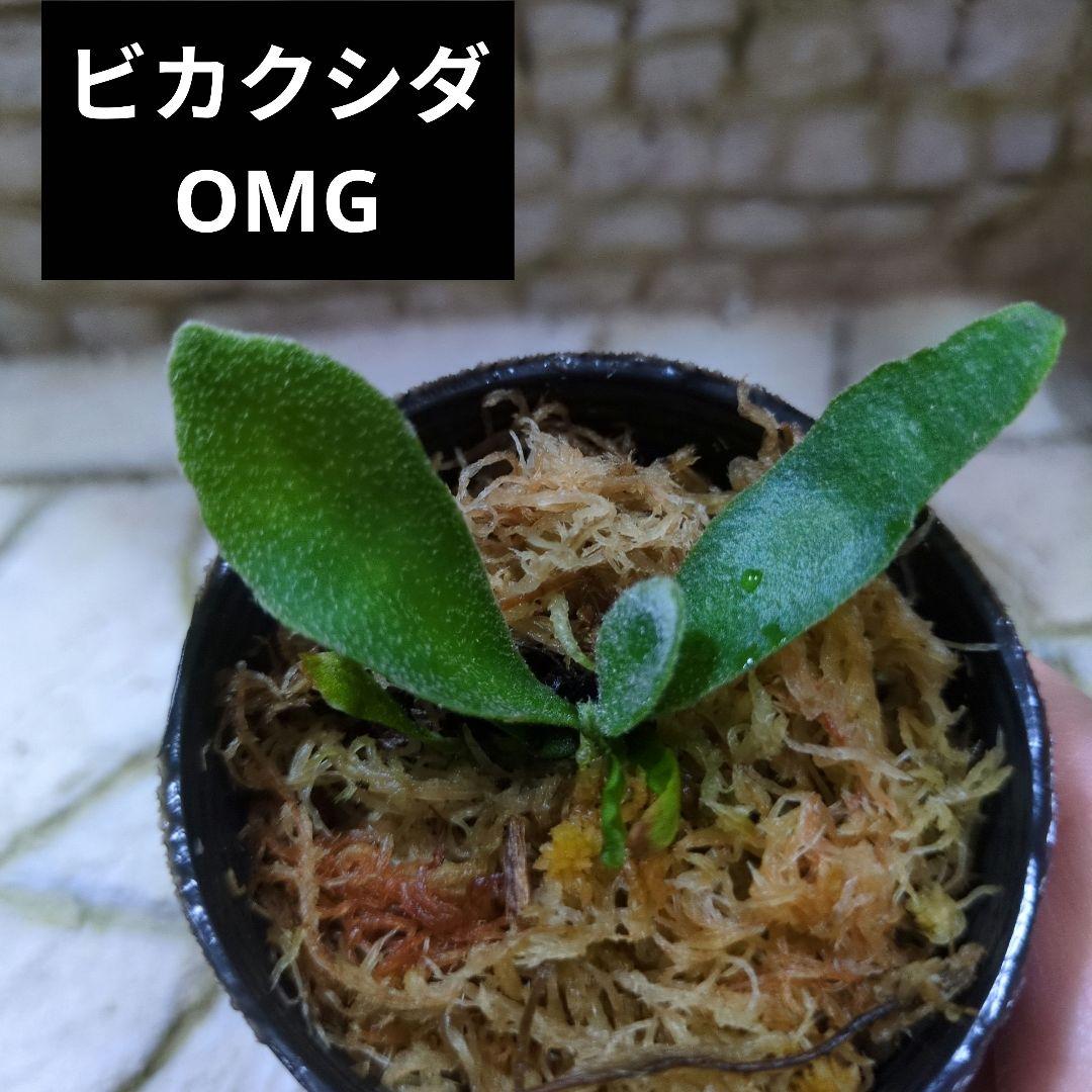 速達ビカクシダ P.Willinckii 'OMG' spore ③ - メルカリ