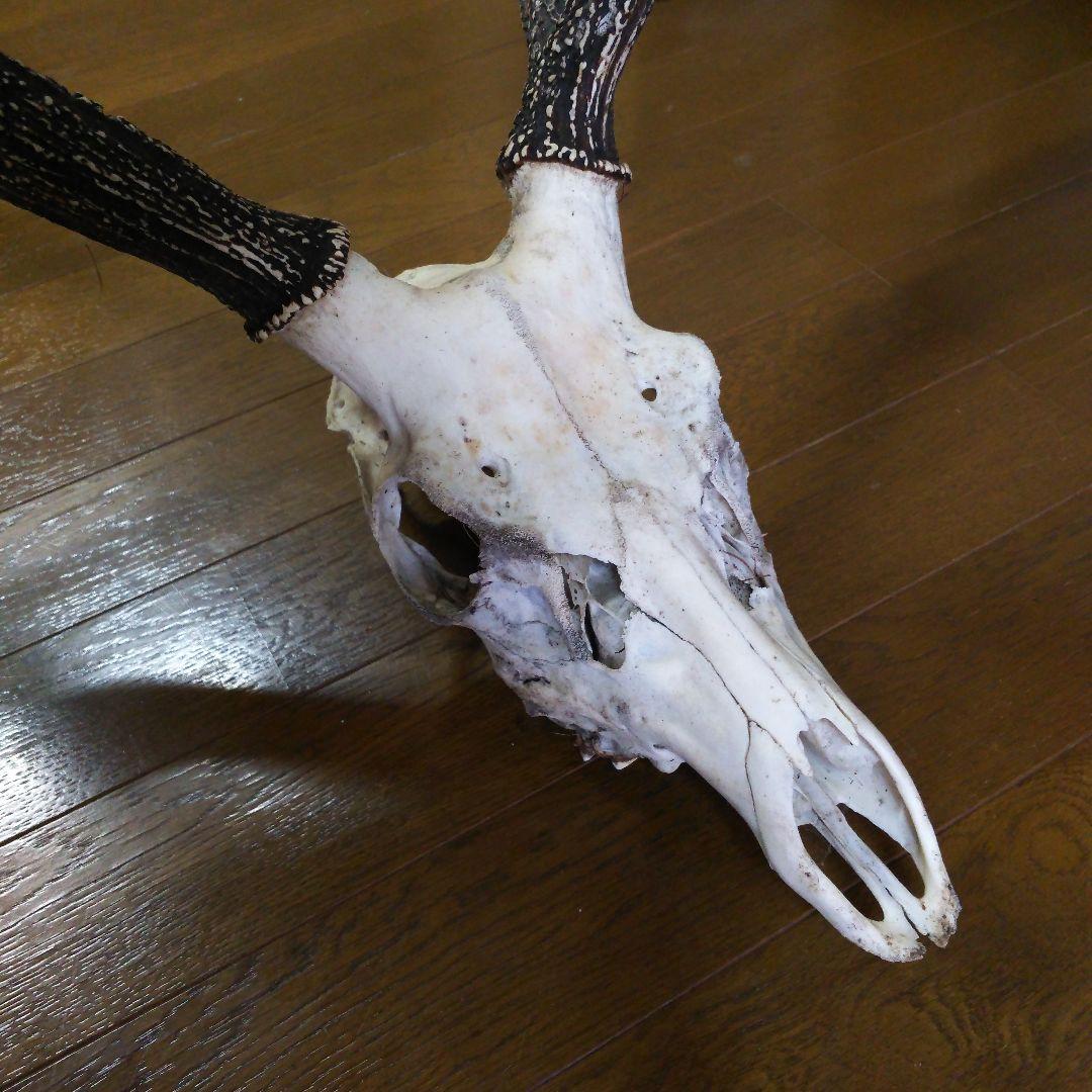 鹿の角　頭部