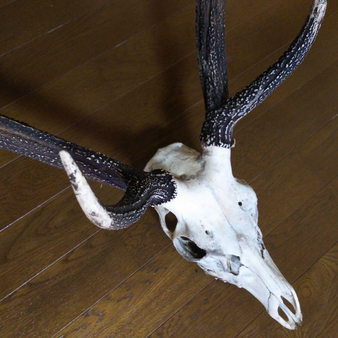 鹿の角　頭部