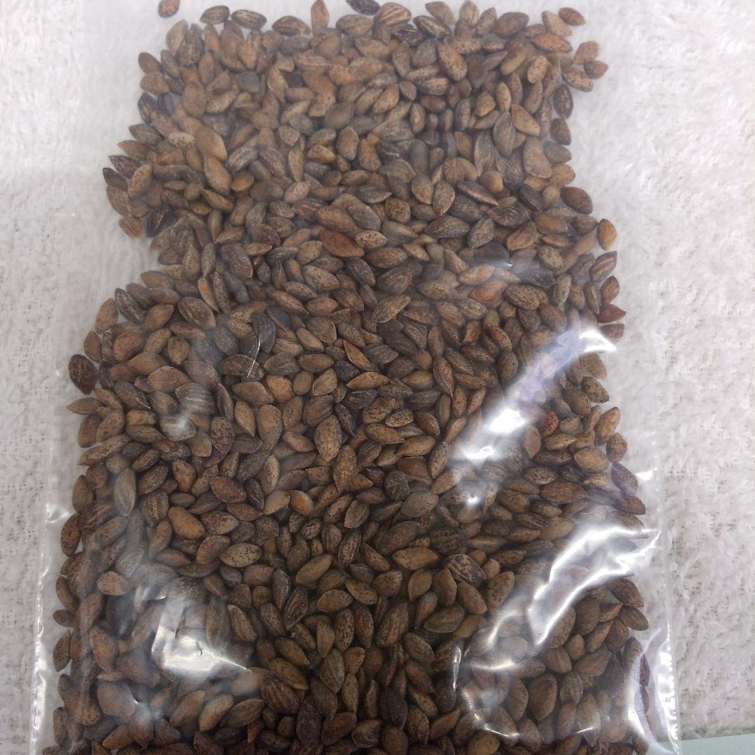 2/23②、2025年産、黒松種、静岡県産、1100個以上 - メルカリ