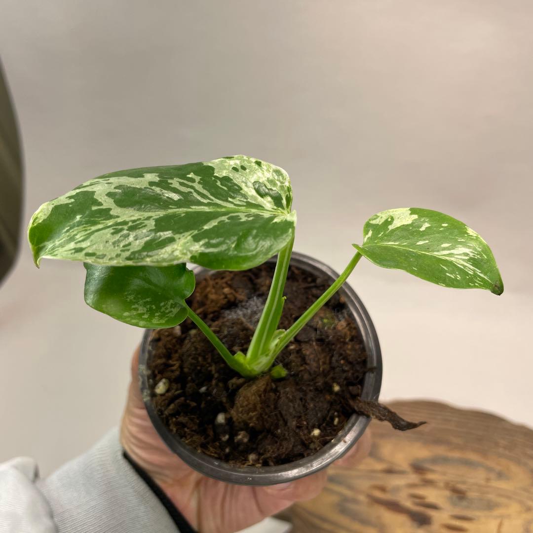 a22品種保証！斑入り保証！Bulbasaurモンステラ バルバソー フシギダネ