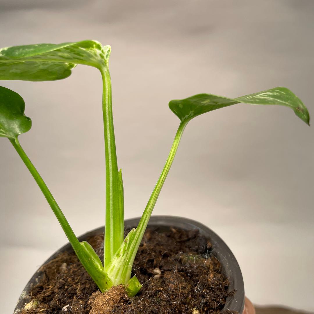 a22品種保証！斑入り保証！Bulbasaurモンステラ バルバソー フシギダネ