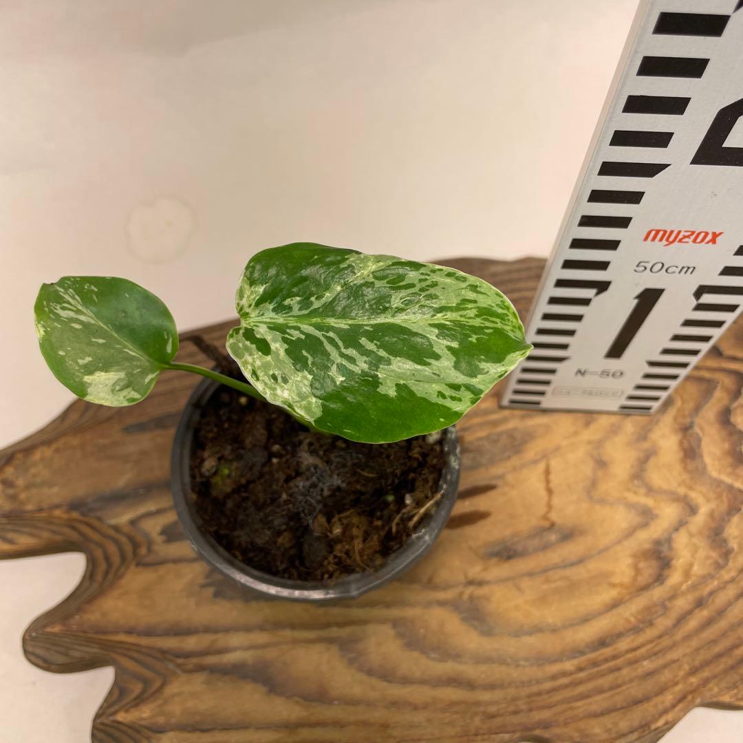 a22品種保証！斑入り保証！Bulbasaurモンステラ バルバソー フシギダネ