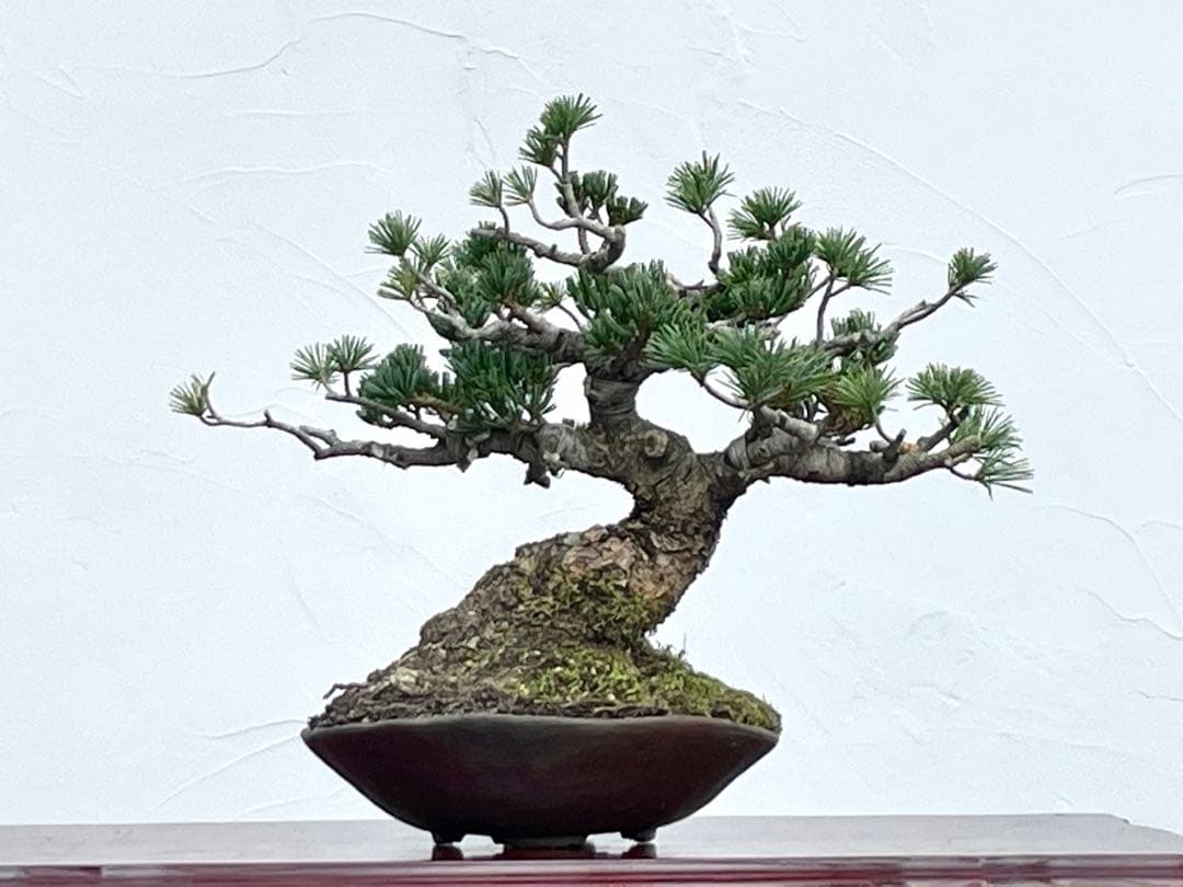 三河盆栽　明星　五葉松　盆栽　品種物　人気品種　八房　古木