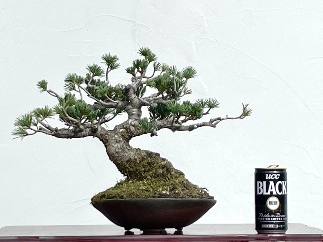 三河盆栽　明星　五葉松　盆栽　品種物　人気品種　八房　古木