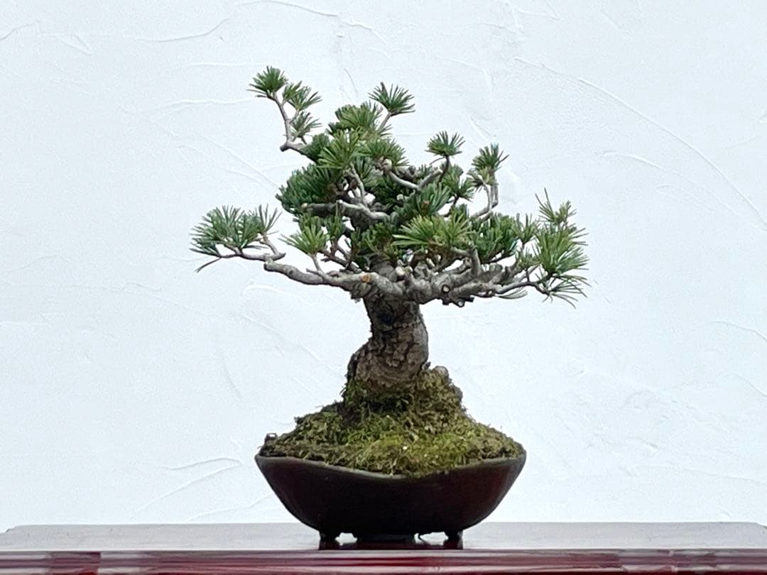 三河盆栽　明星　五葉松　盆栽　品種物　人気品種　八房　古木