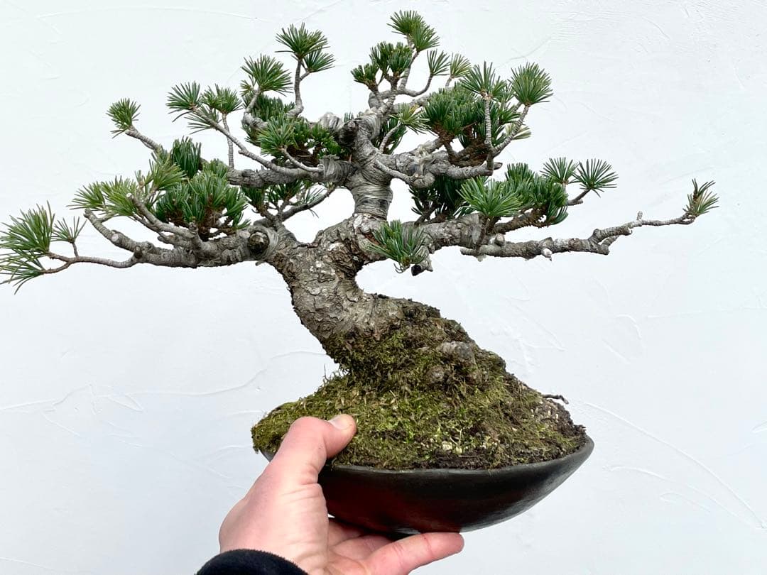 三河盆栽　明星　五葉松　盆栽　品種物　人気品種　八房　古木